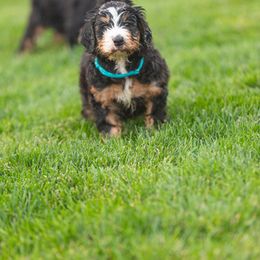Bernedoodle and Goldendoodle Puppies from Sunnydoodle Utah