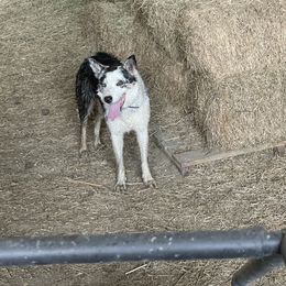 Frost - Border Collie