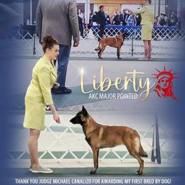 Australian Shepherd and Belgian Malinois Puppies from Rock 'n Wool Aussies & Malinois