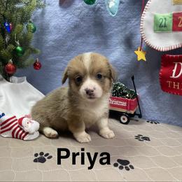 Priya - Sable female Pembroke Welsh Corgi puppy in Apison, Tennessee from Ashmore Corgis