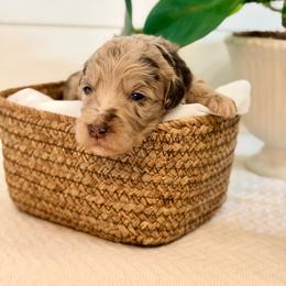 Posie - Merle female Goldendoodle puppy in Livermore, Colorado from Heritage Hills Family Doodles