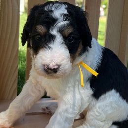 Yellow ribbon boy - Bernedoodle puppy from Bella Ridge Farms & Dapper Doodles