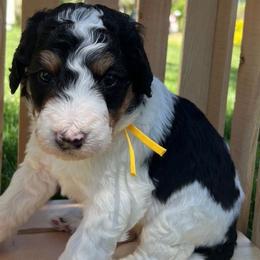 Yellow ribbon boy - Bernedoodle puppy from Bella Ridge Farms & Dapper Doodles