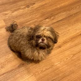 Golden - Gold male Shih Tzu puppy in Azusa, California from RJ Shih Tzu lover