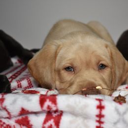 Dilute Retriever Puppies from Wicked Pines Retrievers