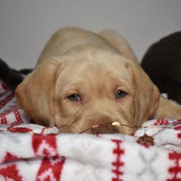 Dilute Retriever Puppies from Wicked Pines Retrievers