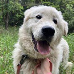 Maremma Sheepdog All Grown Up from Wild at Farm