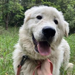 Maremma Sheepdog All Grown Up from Wild at Farm