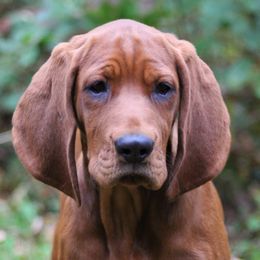 Labrador Retriever and Redbone Coonhound Puppies from Rimfire Kennels