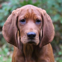 Labrador Retriever and Redbone Coonhound Puppies from Rimfire Kennels