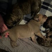 Mono - Silver male Perro de Presa Canario puppy in Lenexa, Kansas from Medianoche GatoPerros