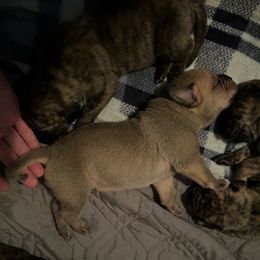 Mono - Silver male Perro de Presa Canario puppy in Lenexa, Kansas from Medianoche GatoPerros