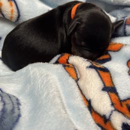 Bentley (orange) - Black and tan male Dachshund puppy in Turlock, California from Valley Bassets & Dachshunds