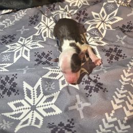 Shinobu - Red tri female Miniature Australian Shepherd puppy in Granby, Missouri from Macks Mini Aussies