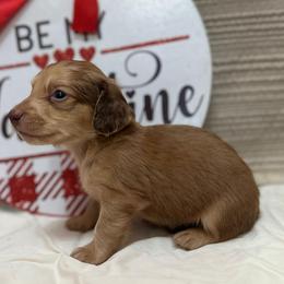Alfie - Cream male Dachshund puppy in Cherry Tree, Oklahoma from Peavine Creek Dachshunds