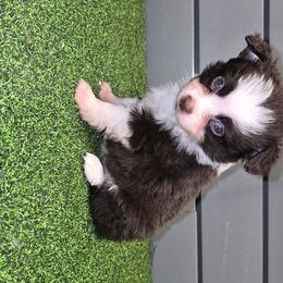 Girl 1 - Red tri female Toy Australian Shepherd puppy in Humansville, Missouri from Tater Tot aussies