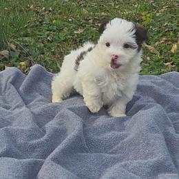 Casper - Chocolate female Havanese puppy in Columbus, Ohio from Havanese Puppies Columbus