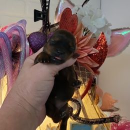 Yorkshire Terrier Puppies from Glitter And Glitz Yorkies