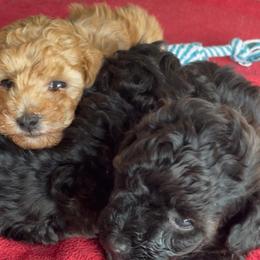 Maltese, Maltipoo, and Poodle Puppies from Healing Pawz LLC
