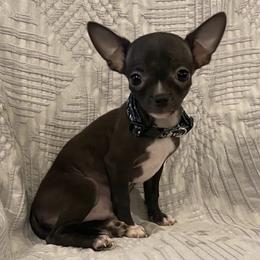 Chihuahuas from Casadelopez Tails