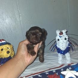 Girl 2 - Liver female Shih Tzu puppy in Birmingham, Alabama from K&D kennels