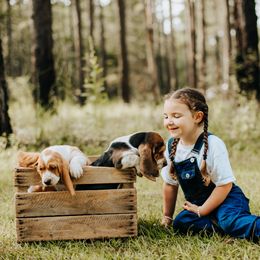 Basset Hound Puppies from Greene Acres Bassets