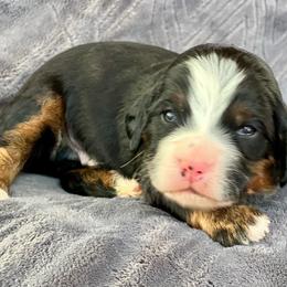 Bernedoodle and Goldendoodle Puppies from Shining Star Doodles