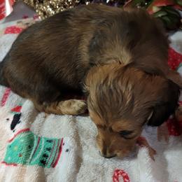 Dachshund Puppies from CLARK'S BREEDING PROGRAM