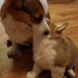 Pembroke Welsh Corgis from Main Street Corgis