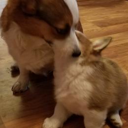 Pembroke Welsh Corgis from Main Street Corgis