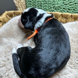 Oakley - Black and white male Aussiedoodle puppy in York, Pennsylvania from Loving Puppy Paws Kennel