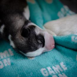Siberian Husky Puppies from Ivie Huskies
