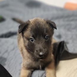 Paddy - Fawn sable male Belgian Malinois puppy in Portage, Wisconsin from Rock 'n Wool Aussies & Malinois