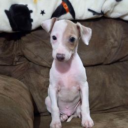 Azure - White and fawn male Italian Greyhound puppy in Parsons, Kansas from Feathered Cactus Farm