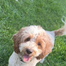 Burley - Goldendoodle