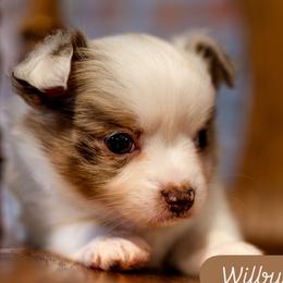Wilbur - Chocolate and white male Chihuahua puppy in Tucson, Arizona from Arizona Adventure Chihuahuas