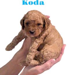 Cockapoo Puppies from Martin's Cockapoos