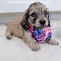 Zeek - Cream male Dachshund puppy in Richmond, Virginia from Irresistible Dachshunds & Cavaliers
