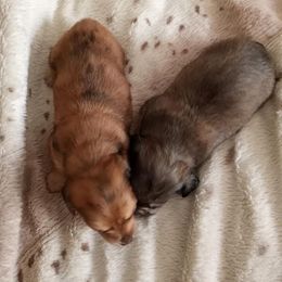 Dachshund Puppies from Em-Me's Royal 'n Loyal Dachshunds