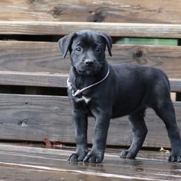 Purple Collar - Black female Perro de Presa Canario puppy in Pocahontas, Illinois from Cabeza Grande Kennel