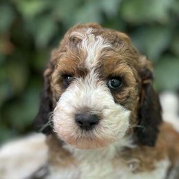 Frosty - Tri-color Labradoodle puppy in Atascadero, California from Classic Poodles and Doodles