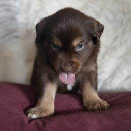Miniature Australian Shepherd Puppies from Moss Hill Aussies