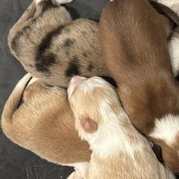 Border Collies from Geronimo Creek Border Collies