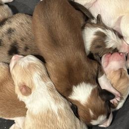 Border Collies from Geronimo Creek Border Collies