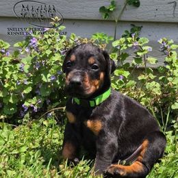 Boy 2 - Black and rust male Doberman Pinscher puppy in China Township, Michigan from Snell's Superior Kennel Dobermann & GSP