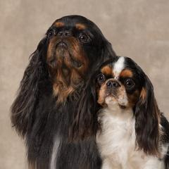 English Toy Spaniels from Joyce's English Toy Spaniels