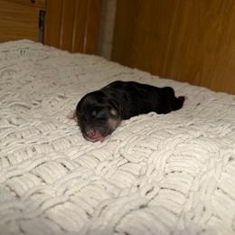 Jet - Black and tan female Pembroke Welsh Corgi puppy in Washington from Castle View Royal Rumps
