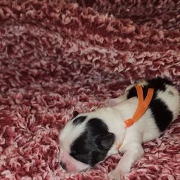 Morkie puppies from J Designer Puppies