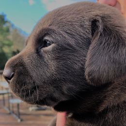 Labrador Retriever Puppies from Goshen Swamp Retrievers