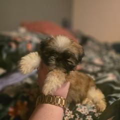 Mickey - White and tan male Mal-Shi puppy in Pleasant Hill, Iowa from Courtney Nicole's Mal Shihs & Goldendoodles